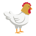 Chicken Facts